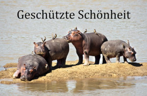 Geschützte Schönheit (c) Gerd Baumann