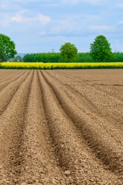 Ackerfurchen mit Rapsfeld (c) Detlef Buxmann