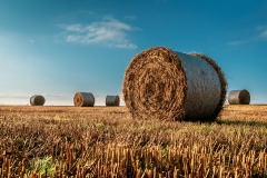 Geerntet - Harvested (c) Andreas Otto