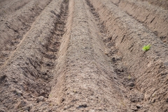 Ackerfurchen mit Grüner Pflanze (c) Detlef Buxmann
