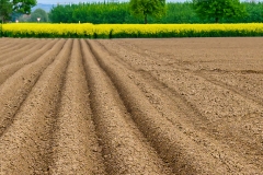 Ackerfurchen mit Rapsfeld (c) Detlef Buxmann