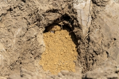 Blindmauszähne (c) Hans Peter Eckstein