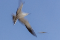 Freiheit (c) Astrid Padberg