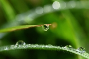 Nach dem Regen (c) Renate Romanus