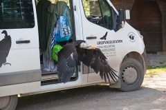 Weißkopfseeadler, Haliaeetus leucocephalus