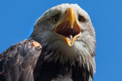 Weißkopfseeadler, Haliaeetus leucocephalus
