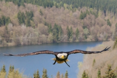 Weißkopfseeadler, Haliaeetus leucocephalus