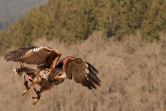Wüstenbussard; Parabuteo unicinctus; Harri's hawk