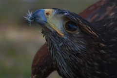 Wüstenbussard; Parabuteo unicinctus; Harri's hawk