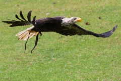 Weißkopfseeadler, Haliaeetus leucocephalus