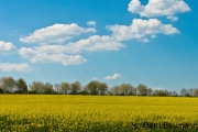 Rapsfeld auf dem Rückweg