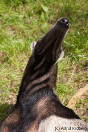 Großer Ameisenbär; Myrmecophaga tridactyla; Giant Anteater