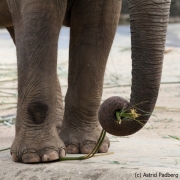 Asiatischer Elefant; Elphas maximus; Asian Elephant