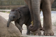Asiatischer Elefant; Elphas maximus; Asian Elephant