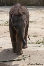 Asiatischer Elefant; Elphas maximus; Asian Elephant