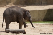 Asiatischer Elefant; Elphas maximus; Asian Elephant