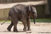 Asiatischer Elefant; Elphas maximus; Asian Elephant