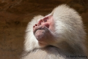 Mantelpavian; Papio hamadryas; Hamadryas baboon