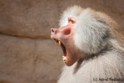 Mantelpavian; Papio hamadryas; Hamadryas baboon