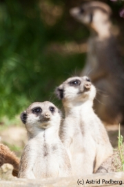 Erdmännchen; Suricata suricatta; Slender-tailed Meerkat