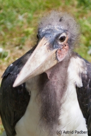 Großer Marabu; Leptoptilus crumeniferus; Marabou Stork