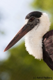 Wollhalsstorch; Ciconia episcopus; woolly-necked stork; bishop stork; white-necked stork