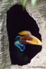 Helmhornvogel; Aceros cassidix; Knobbed Hornbill