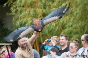 Flugsshow; Gaukler; Terathopius ecaudatus; bateleur