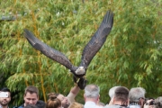 Flugsshow; bald eagle; Haliaeetus leucocephalus; Weißkopfseeadler