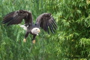 Flugsshow; bald eagle; Haliaeetus leucocephalus; Weißkopfseeadler