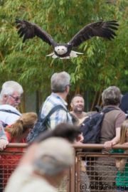 Flugsshow; bald eagle; Haliaeetus leucocephalus; Weißkopfseeadler