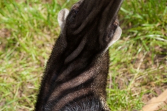 Großer Ameisenbär; Myrmecophaga tridactyla; Giant Anteater