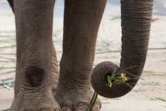 Asiatischer Elefant; Elphas maximus; Asian Elephant