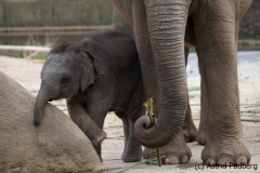 Asiatischer Elefant; Elphas maximus; Asian Elephant