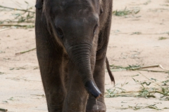 Asiatischer Elefant; Elphas maximus; Asian Elephant