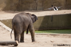 Asiatischer Elefant; Elphas maximus; Asian Elephant