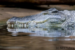 Nilkrokodil; Crocodylus niloticus; Nile Crocodile