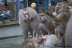 Mantelpavian; Papio hamadryas; Hamadryas baboon