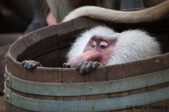 Mantelpavian; Papio hamadryas; Hamadryas baboon
