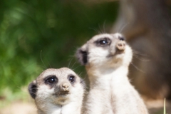 Erdmännchen; Suricata suricatta; Slender-tailed Meerkat