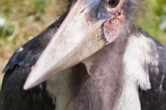 Großer Marabu; Leptoptilus crumeniferus; Marabou Stork
