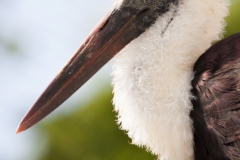 Wollhalsstorch; Ciconia episcopus; woolly-necked stork; bishop stork; white-necked stork