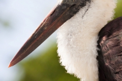 Wollhalsstorch; Ciconia episcopus; woolly-necked stork; bishop stork; white-necked stork