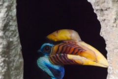 Helmhornvogel; Aceros cassidix; Knobbed Hornbill