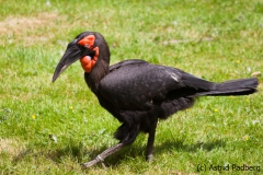 Kaffern Hornrabe; Bucorvus leadbeateri; southern ground hornbill