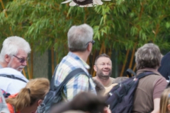 Flugsshow; bald eagle; Haliaeetus leucocephalus; Weißkopfseeadler