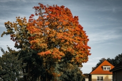 orange (c) Andreas Otto