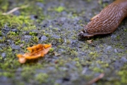 Angeschnitten (c) Astrid Padberg
