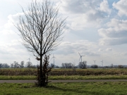 Ein Baum (c) Annette Ulrich