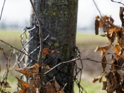 Ein Baum (c) Annette Ulrich
